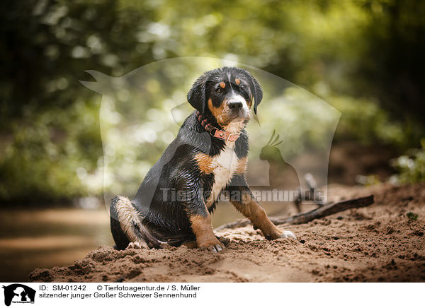 sitzender junger Groer Schweizer Sennenhund / young Greater Swiss Mountain Dog / SM-01242