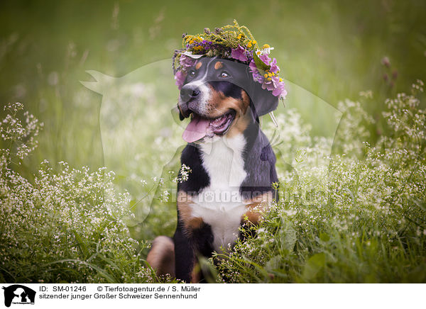 sitzender junger Groer Schweizer Sennenhund / young Greater Swiss Mountain Dog / SM-01246