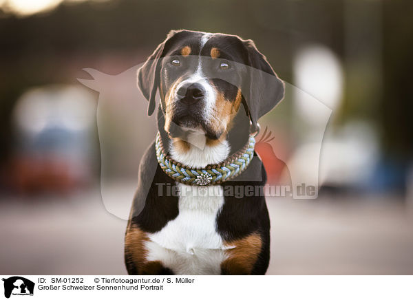 Groer Schweizer Sennenhund Portrait / Greater Swiss Mountain Dog Portrait / SM-01252