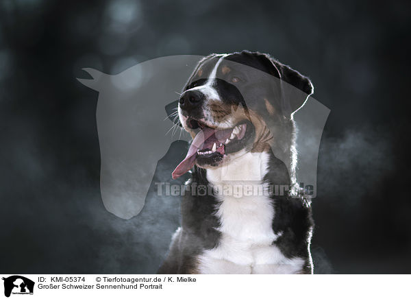 Groer Schweizer Sennenhund Portrait / Great Swiss Mountain Dog portrait / KMI-05374