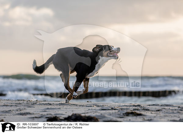 Groer Schweizer Sennenhund an der Ostsee / Great Swiss Mountain Dog at the baltic sea / RR-103897