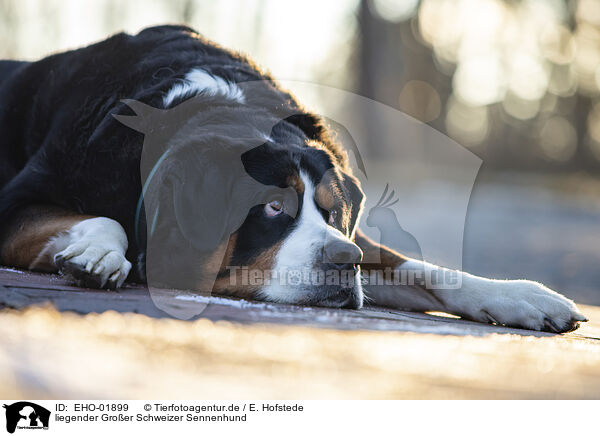 liegender Groer Schweizer Sennenhund / EHO-01899