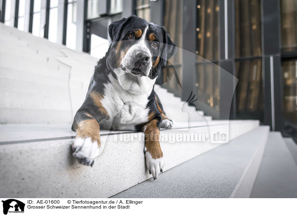 Grosser Schweizer Sennenhund in der Stadt / Great Swiss Mountain Dog in the city / AE-01600