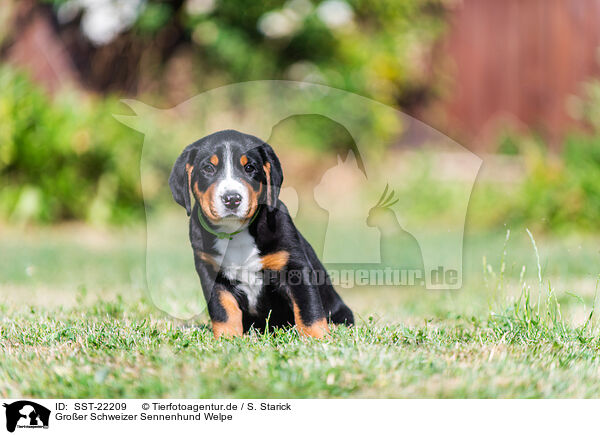Groer Schweizer Sennenhund Welpe / Greater Swiss Mountain Dog Puppy / SST-22209