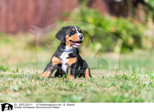 Groer Schweizer Sennenhund Welpe / Greater Swiss Mountain Dog Puppy / SST-22211