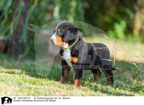 Groer Schweizer Sennenhund Welpe / SST-22213