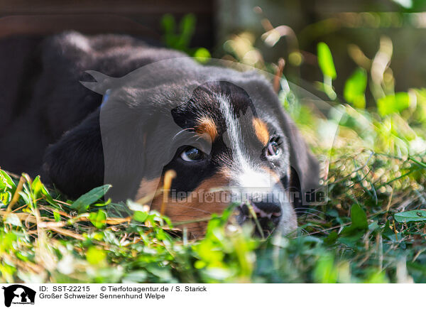 Groer Schweizer Sennenhund Welpe / Greater Swiss Mountain Dog Puppy / SST-22215