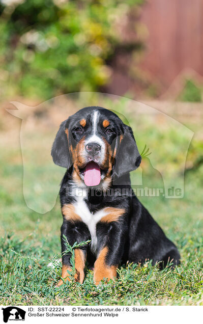 Groer Schweizer Sennenhund Welpe / Greater Swiss Mountain Dog Puppy / SST-22224