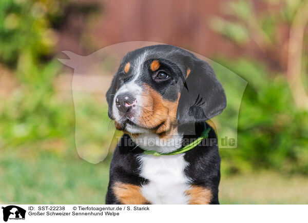Groer Schweizer Sennenhund Welpe / Greater Swiss Mountain Dog Puppy / SST-22238