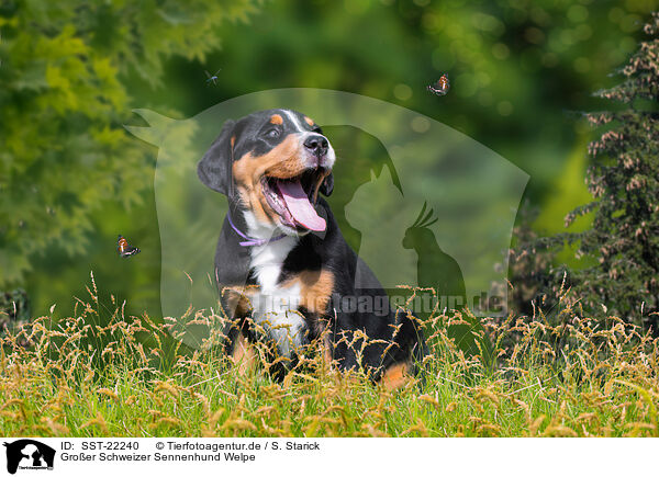 Groer Schweizer Sennenhund Welpe / SST-22240