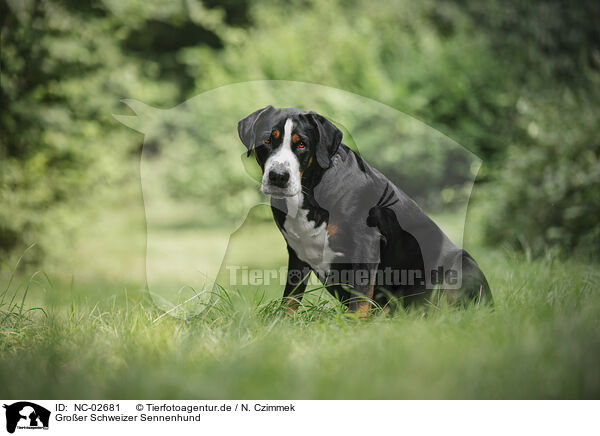 Groer Schweizer Sennenhund / Great Swiss Mountain Dog / NC-02681