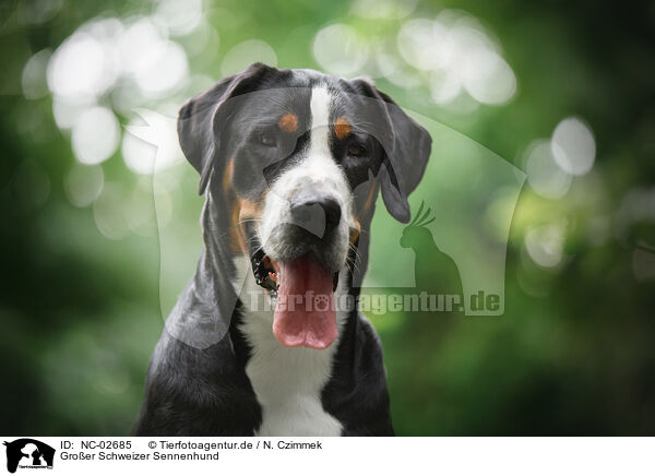 Groer Schweizer Sennenhund / Great Swiss Mountain Dog / NC-02685