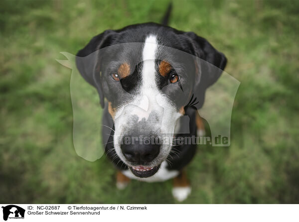 Groer Schweizer Sennenhund / Great Swiss Mountain Dog / NC-02687