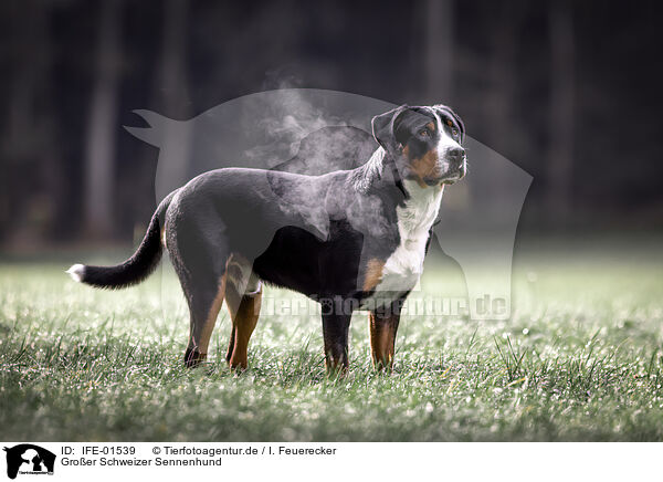 Groer Schweizer Sennenhund / Great Swiss Mountain Dog / IFE-01539