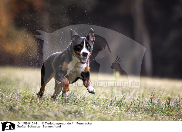 Groer Schweizer Sennenhund / Great Swiss Mountain Dog / IFE-01544