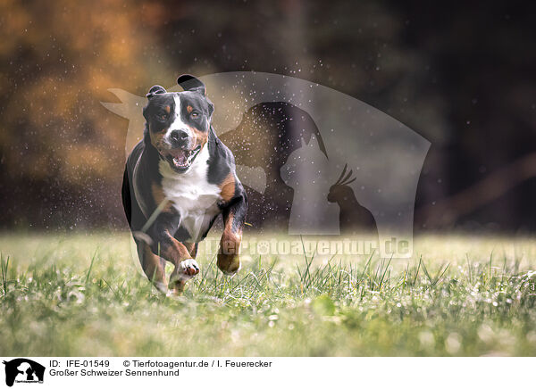 Groer Schweizer Sennenhund / Great Swiss Mountain Dog / IFE-01549