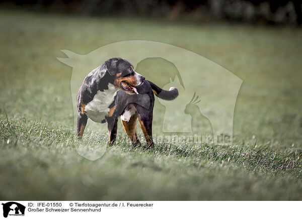 Groer Schweizer Sennenhund / Great Swiss Mountain Dog / IFE-01550