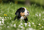 Groer Schweizer Sennenhund Welpe auf Blumenwiese