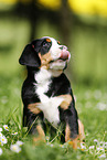 Groer Schweizer Sennenhund Welpe auf Blumenwiese