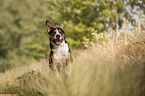 rennender Groer Schweizer Sennenhund