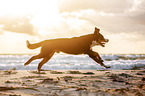 Groer Schweizer Sennenhund an der Ostsee