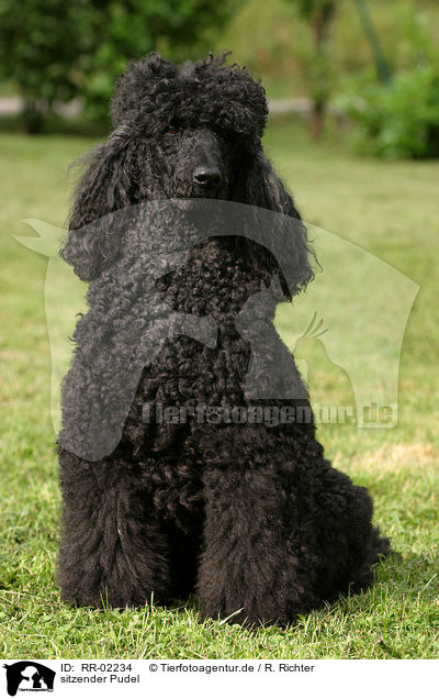 sitzender Pudel / sitting poodle / RR-02234