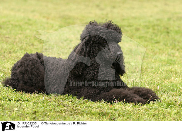 liegender Pudel / lying poodle / RR-02235