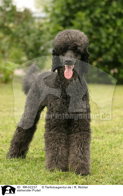 stehender Pudel / standing poodle / RR-02237