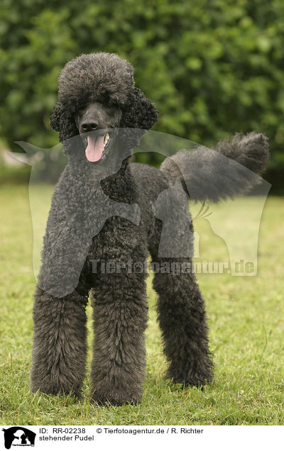 stehender Pudel / standing poodle / RR-02238