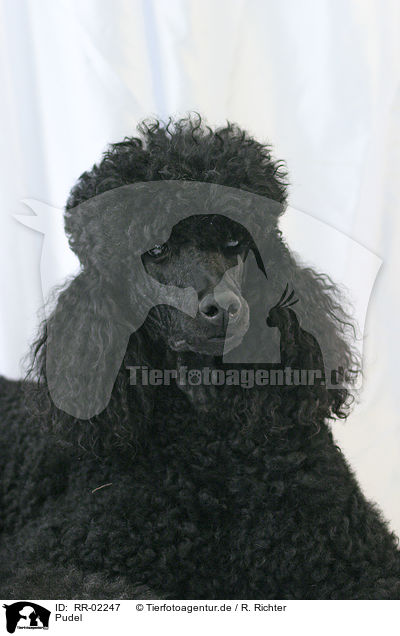 Pudel / Poodle Portrait / RR-02247