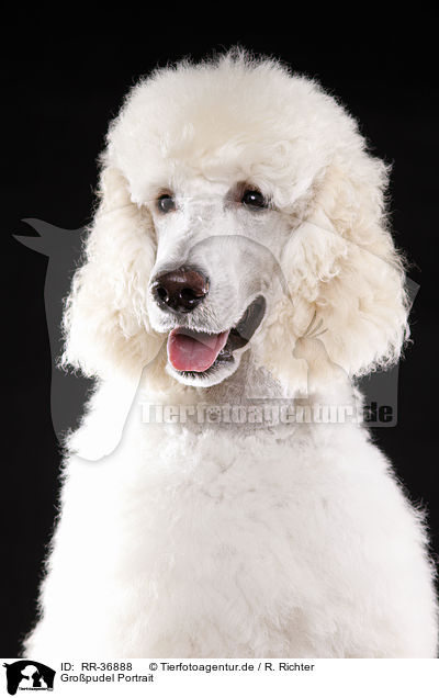 Gropudel Portrait / standard poodle portrait / RR-36888