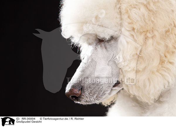 Gropudel Gesicht / standard poodle face / RR-36894