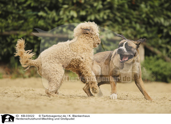 Herdenschutzhund-Mischling und Gropudel / livestock-guardian-dog-mongrel and giant poodle / KB-03022