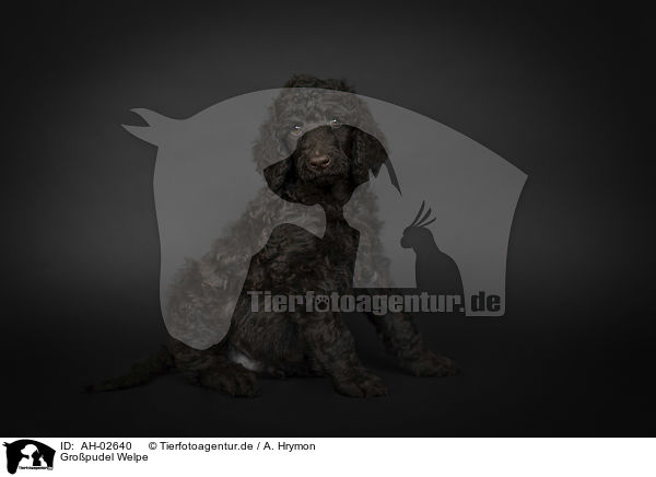 Gropudel Welpe / Giant Poodle Puppy / AH-02640