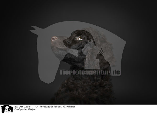 Gropudel Welpe / Giant Poodle Puppy / AH-02641