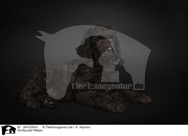 Gropudel Welpe / Giant Poodle Puppy / AH-02643