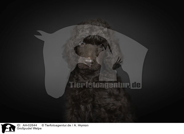 Gropudel Welpe / Giant Poodle Puppy / AH-02644