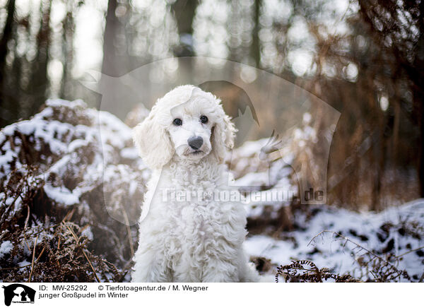 junger Gropudel im Winter / young Giant Poodle in the winter / MW-25292