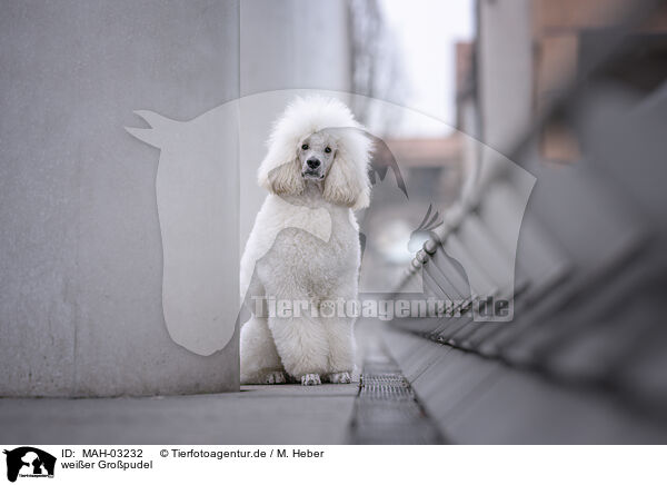 weier Gropudel / white Giant Poodle / MAH-03232