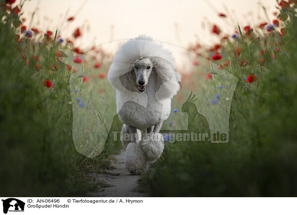 Gropudel Hndin / female Giant Poodle / AH-06496