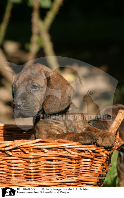 Hannoverscher Schweihund Welpe / Puppy / RR-07726