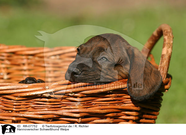 Hannoverscher Schweihund Welpe / Puppy / RR-07752