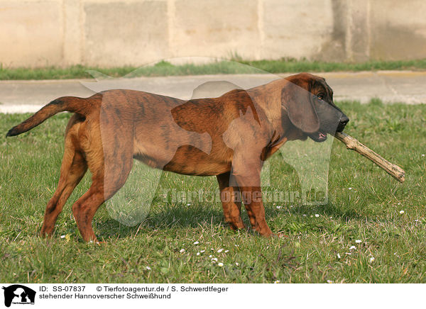 stehender Hannoverscher Schweihund / standing Hannoverian Hound / SS-07837