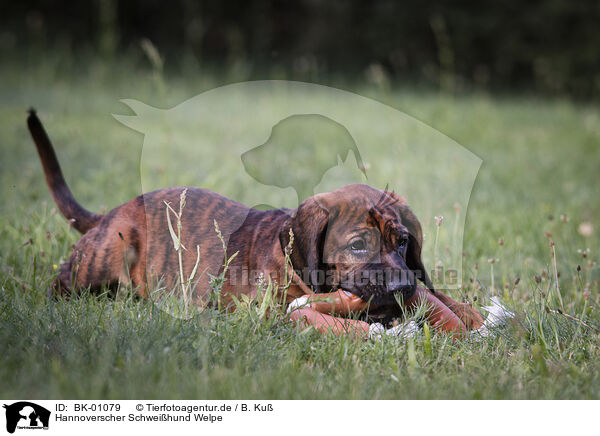 Hannoverscher Schweihund Welpe / Hanoverian Hound Puppy / BK-01079