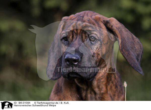 Hannoverscher Schweihund Welpe / Hanoverian Hound Puppy / BK-01084