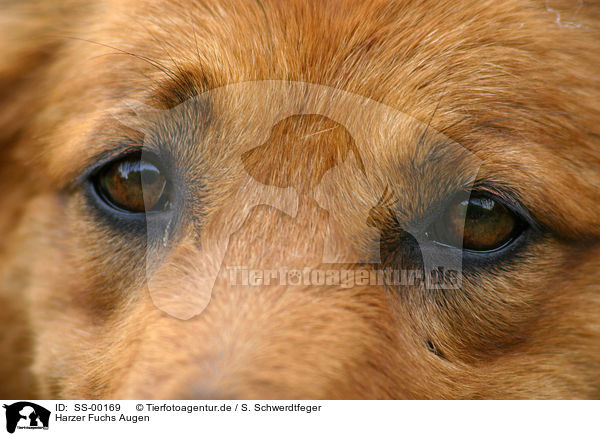 Harzer Fuchs Augen / dogs eyes / SS-00169