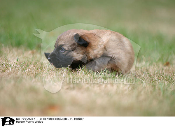 Harzer Fuchs Welpe / Puppy / RR-00367