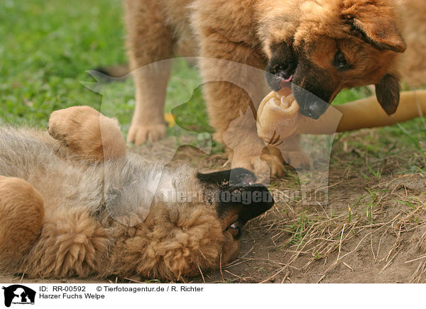 Harzer Fuchs Welpe / Puppy / RR-00592