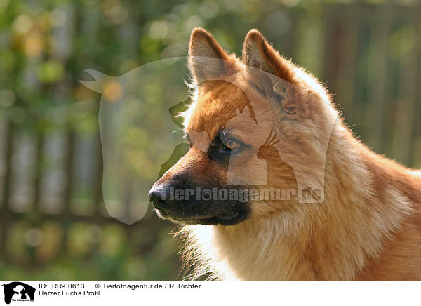 Harzer Fuchs Profil / RR-00613