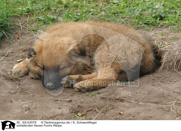 schlafender Harzer Fuchs Welpe / SS-03576